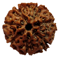 7 mukhi Rudraksha